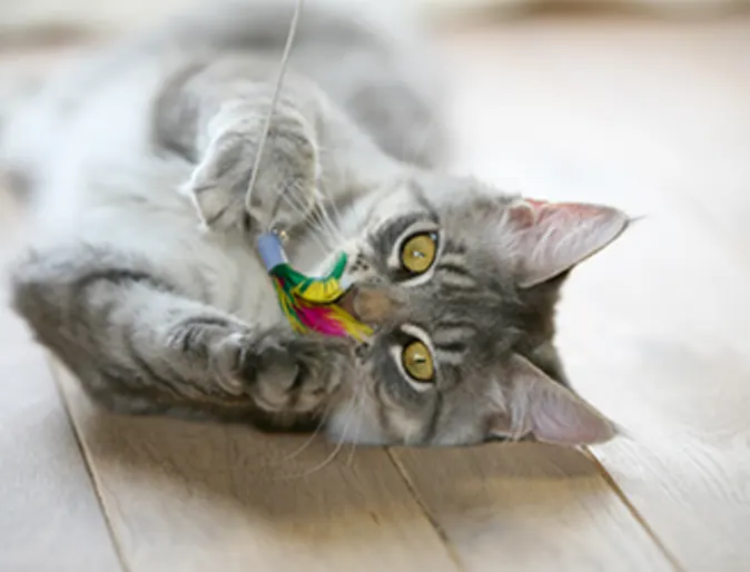 Cat playing with a toy 